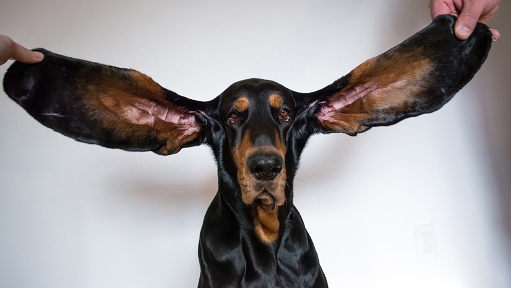 dogwithlongestears.jfif